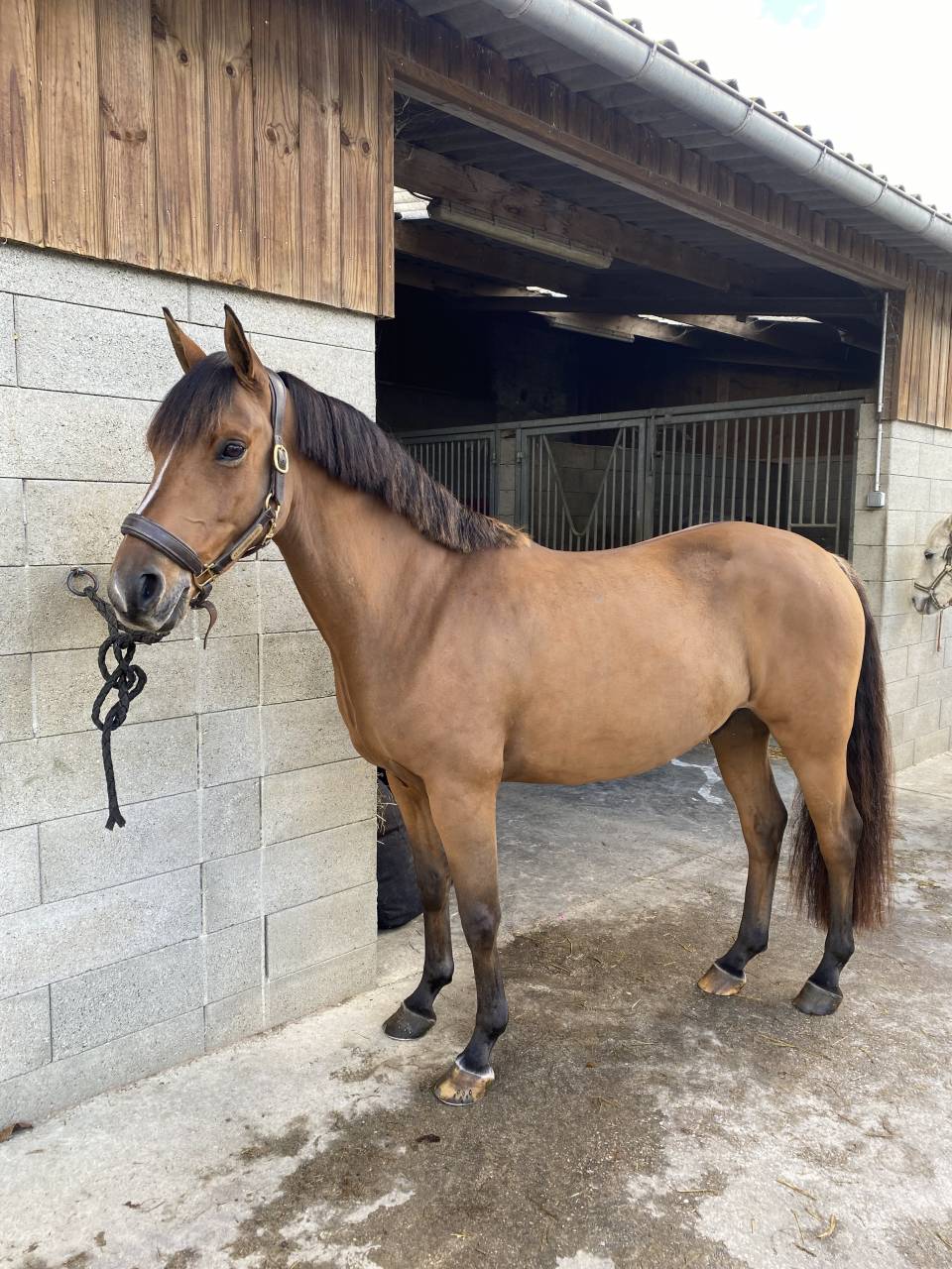 Poney de sport à vendre 