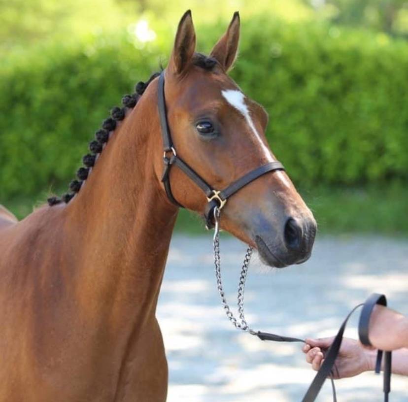 Poney de sport à vendre 