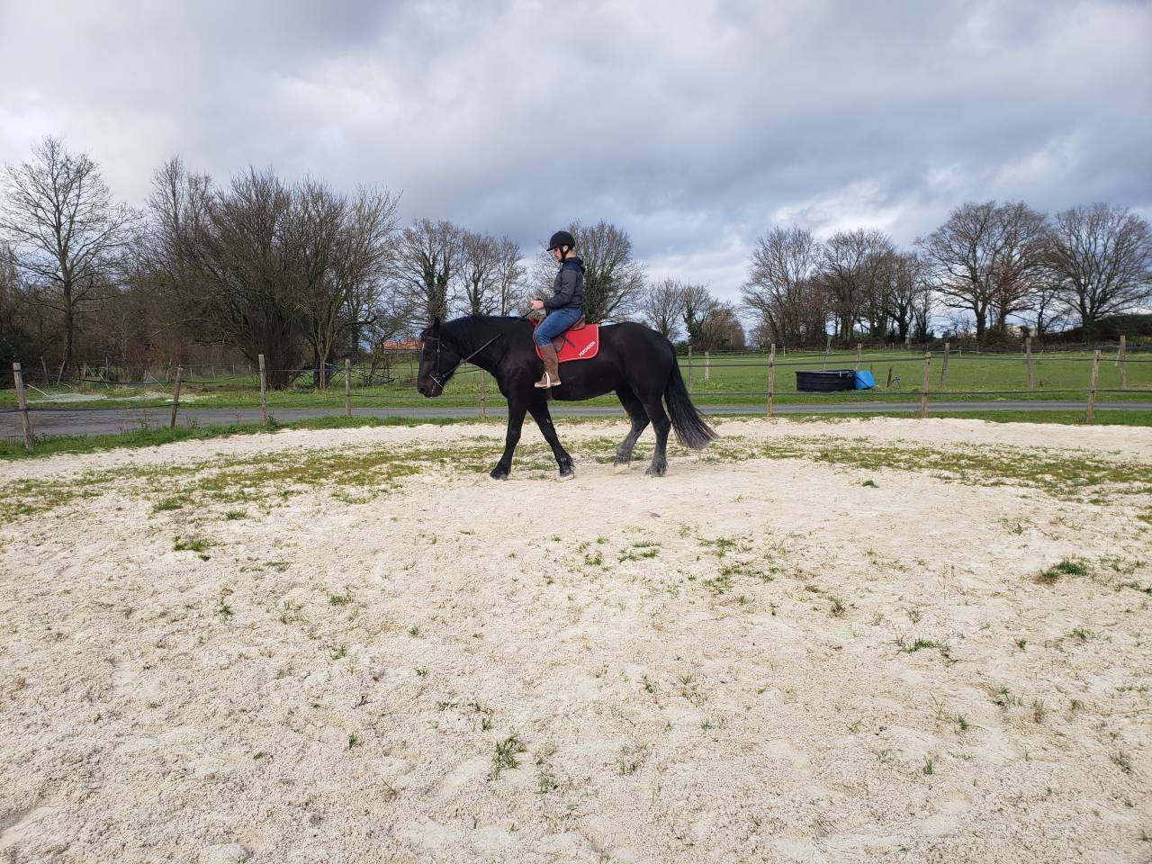 JUMENT PERCHERON 4 ANS