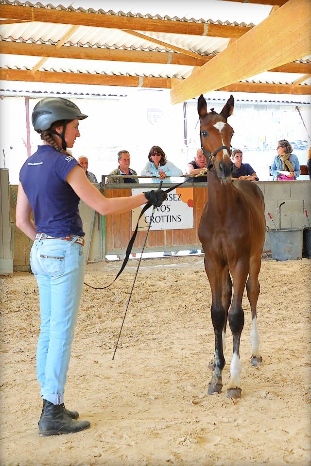 Poulain SF PP très chic et sport