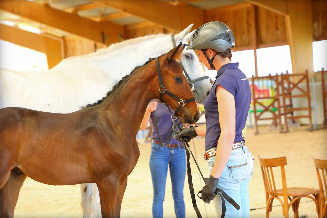 Poulain SF PP très chic et sport