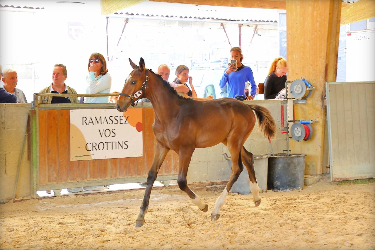 Poulain SF PP très chic et sport