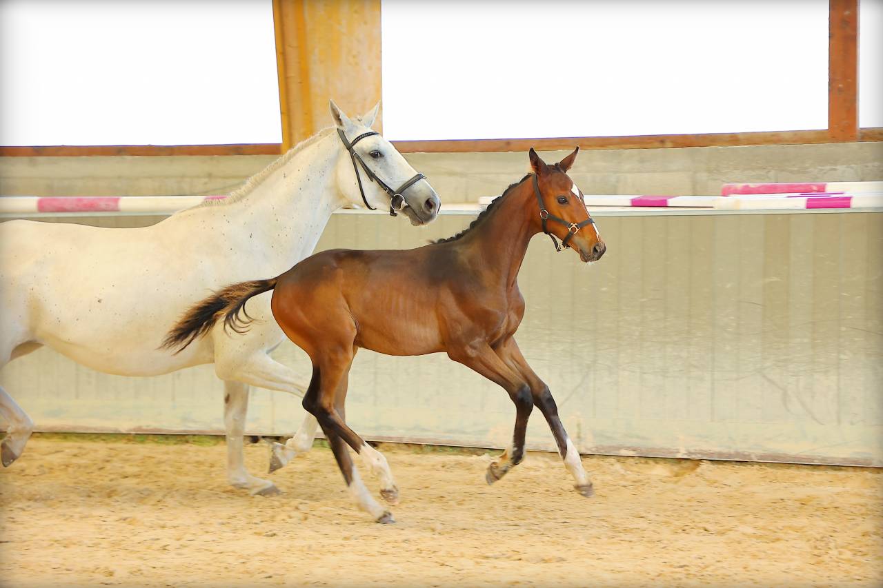 Poulain SF PP très chic et sport