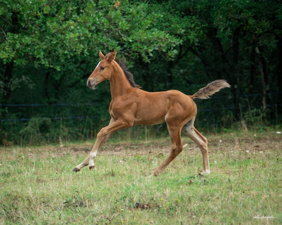 Poulain Selle français 2025