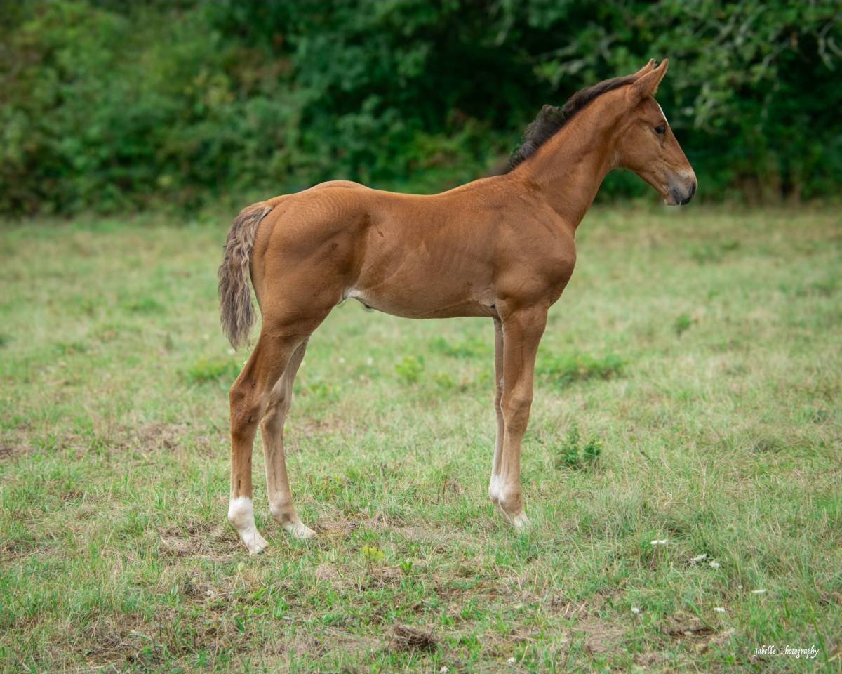 Poulain Selle français 2025