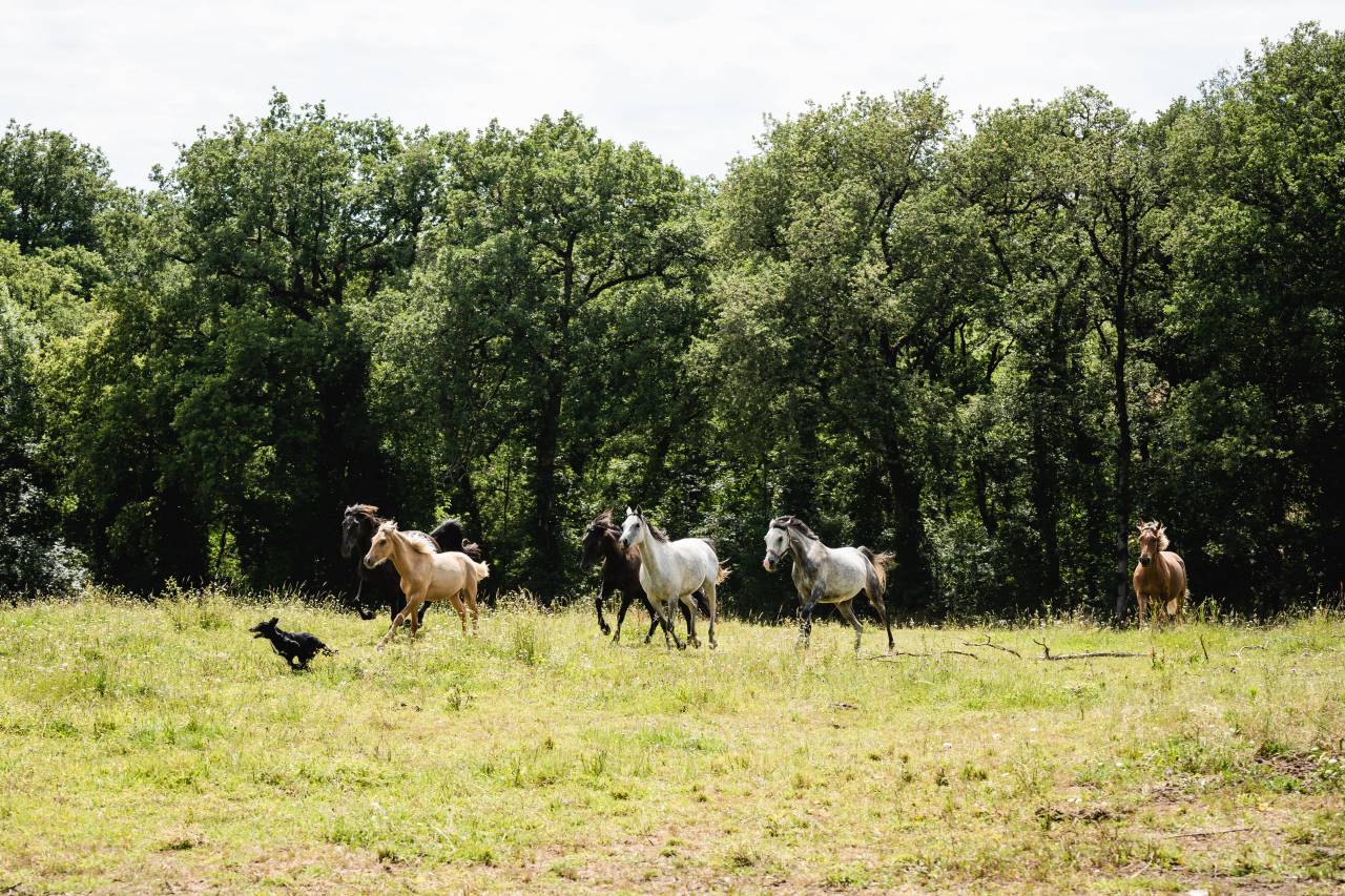 Pension pr&eacute; en troupeau