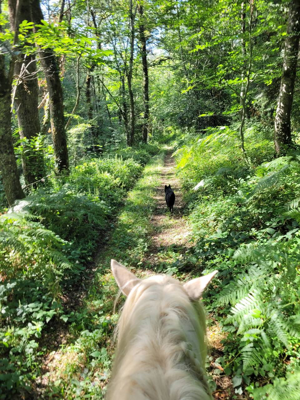 Pension pr&eacute; en troupeau