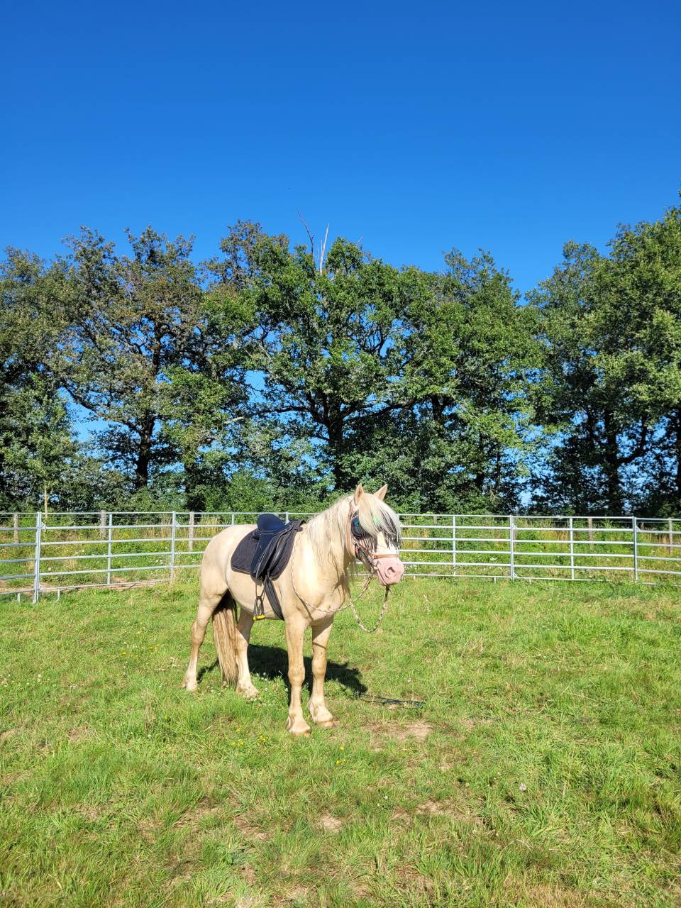 Pension pr&eacute; en troupeau
