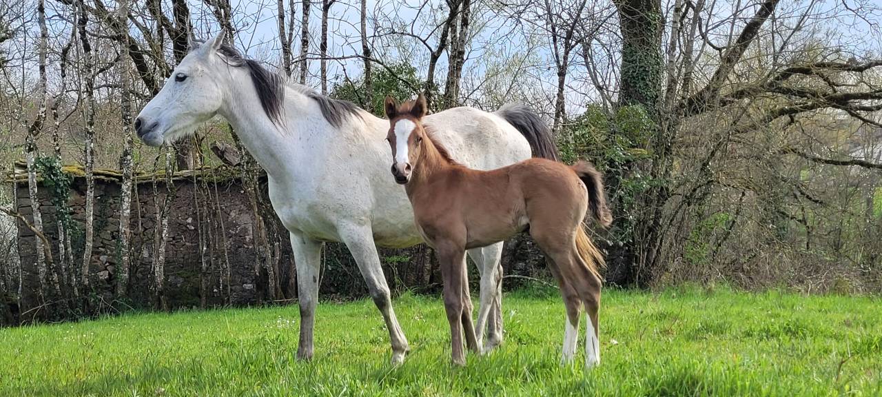 Pension pr&eacute; en troupeau