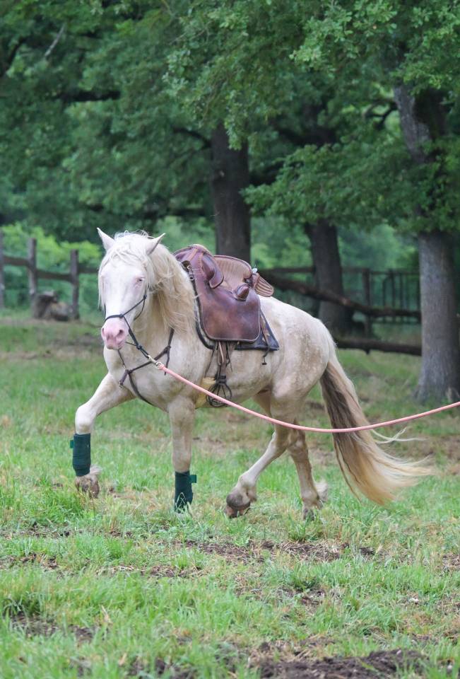 Pension pr&eacute; en troupeau