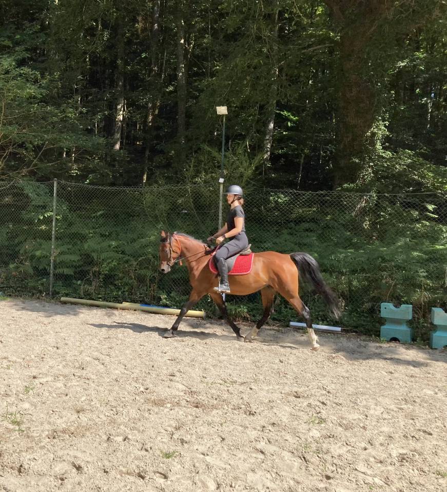 A vendre jument PSAR