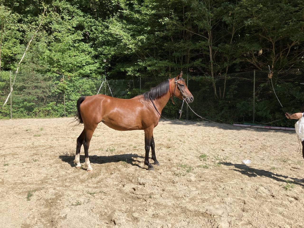 A vendre jument PSAR