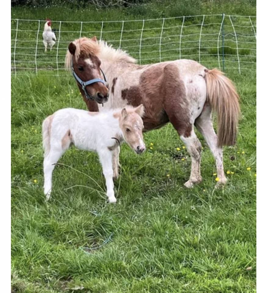 Pouliche mini pie palomino