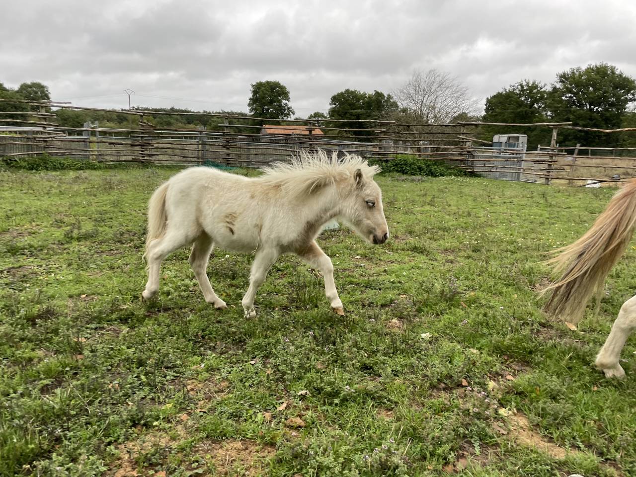 Pouliche mini pie palomino