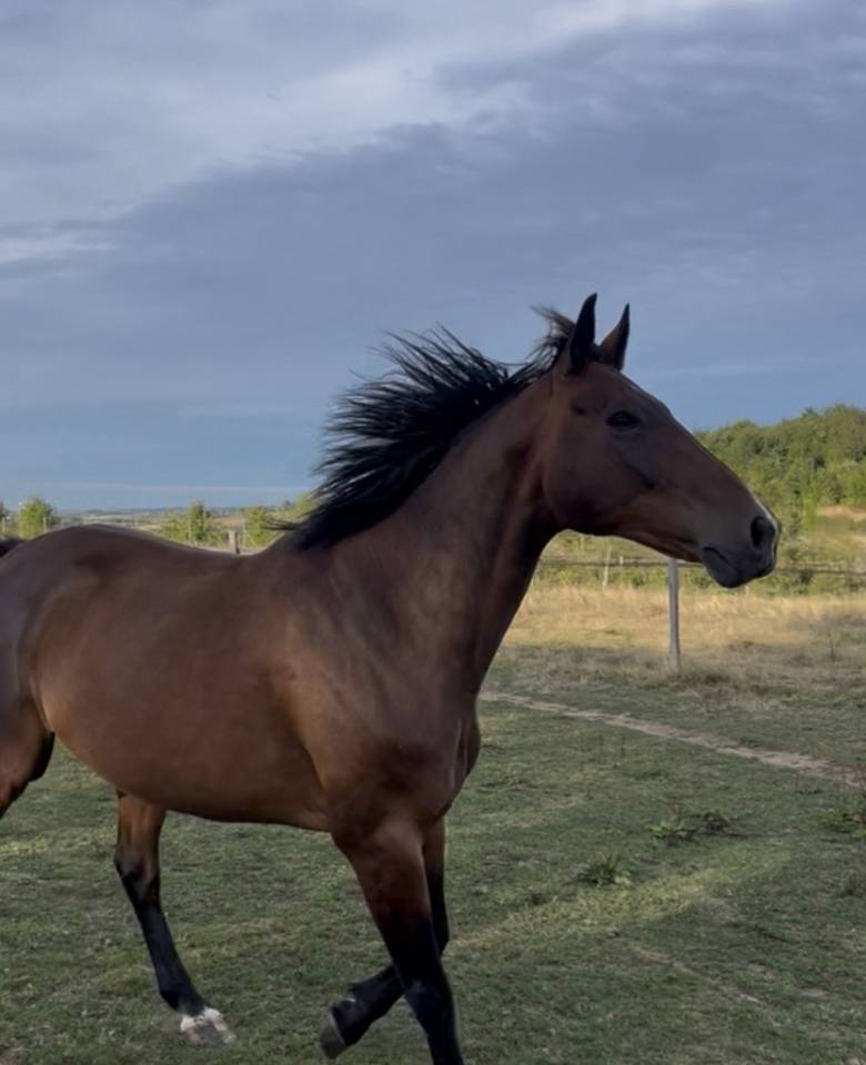 A VENDRE HONGRE BAI 12 ANS POLYVALENT