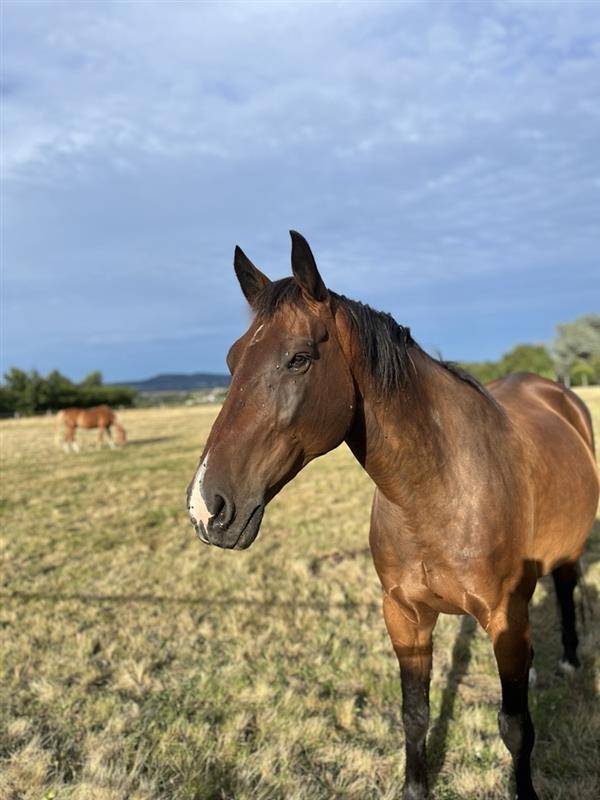 A VENDRE HONGRE BAI 12 ANS POLYVALENT