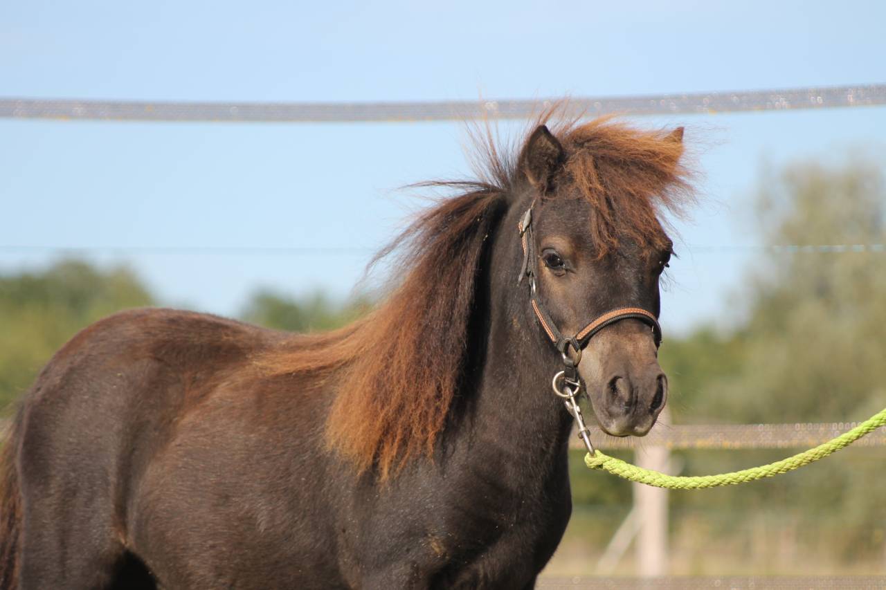 Ombriel LaPrequel, hongre mini-shetland PP