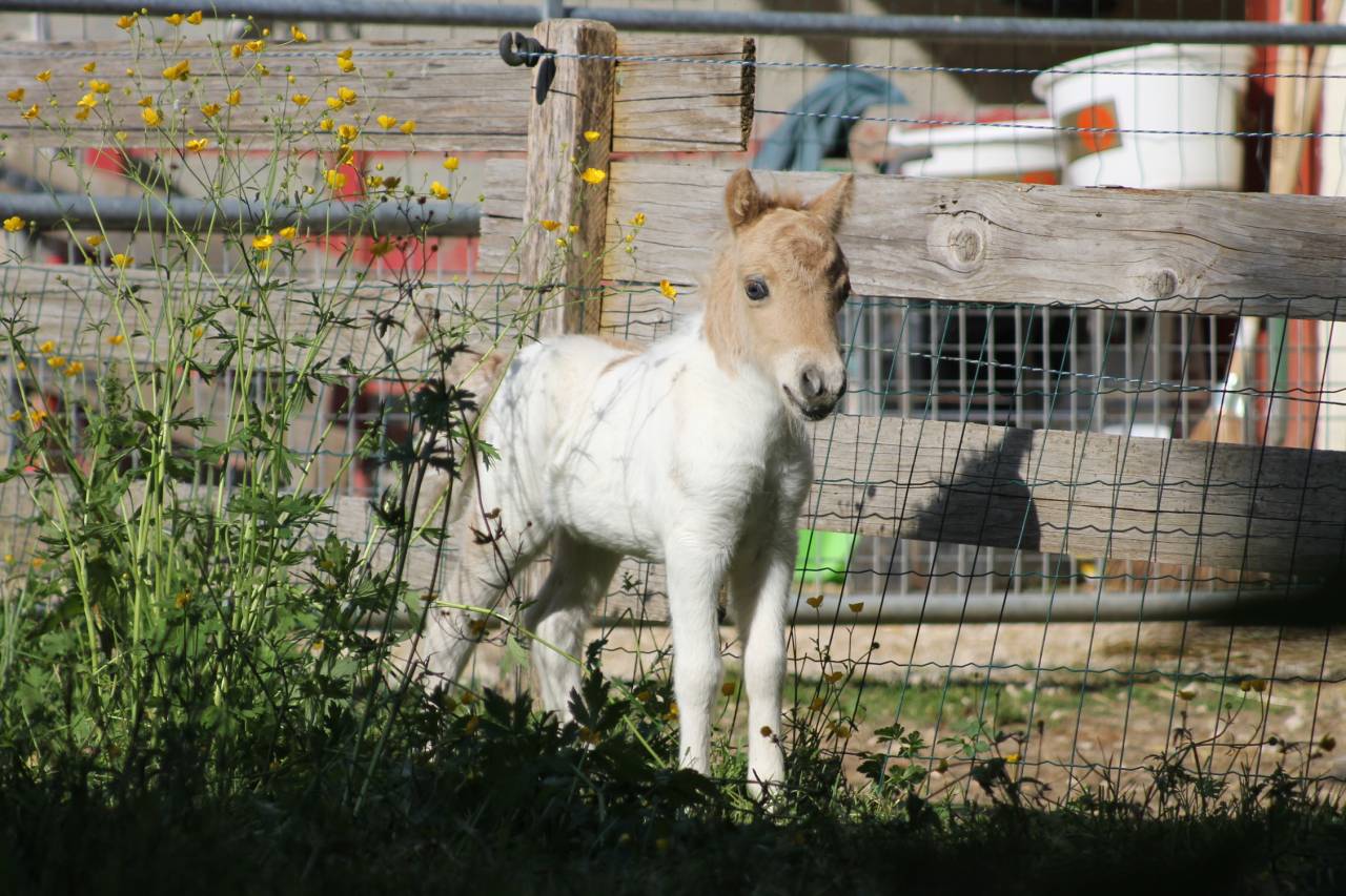 Passiel LaPrequel, mâle mini-shetland PP pie palomino