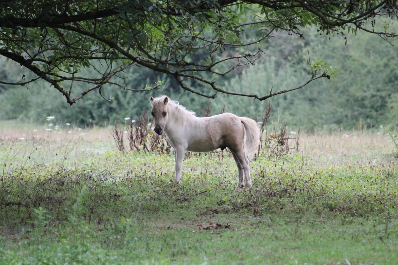 Passiel LaPrequel, mâle mini-shetland PP pie palomino