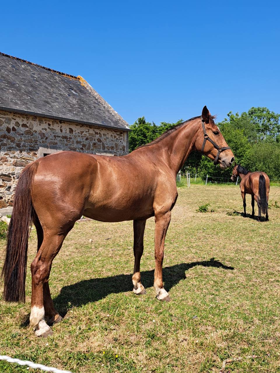Grande jument de 6ans avec tres bonnes origines