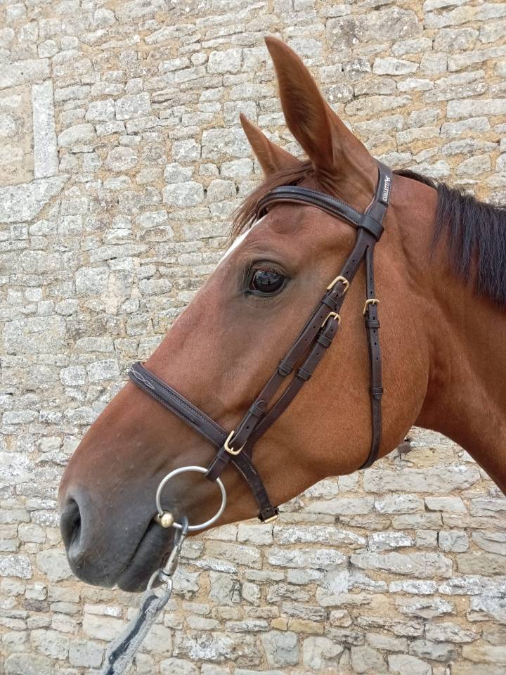 Grande jument de 6ans avec tres bonnes origines