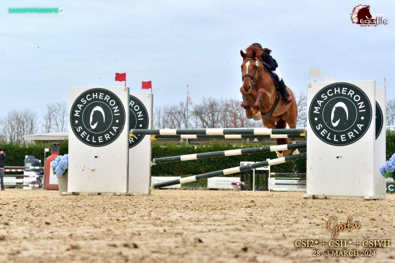 Cheval selle français Hongre alezan, CSO 120cm