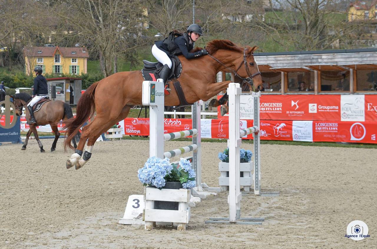 Cheval selle français Hongre alezan, CSO 120cm