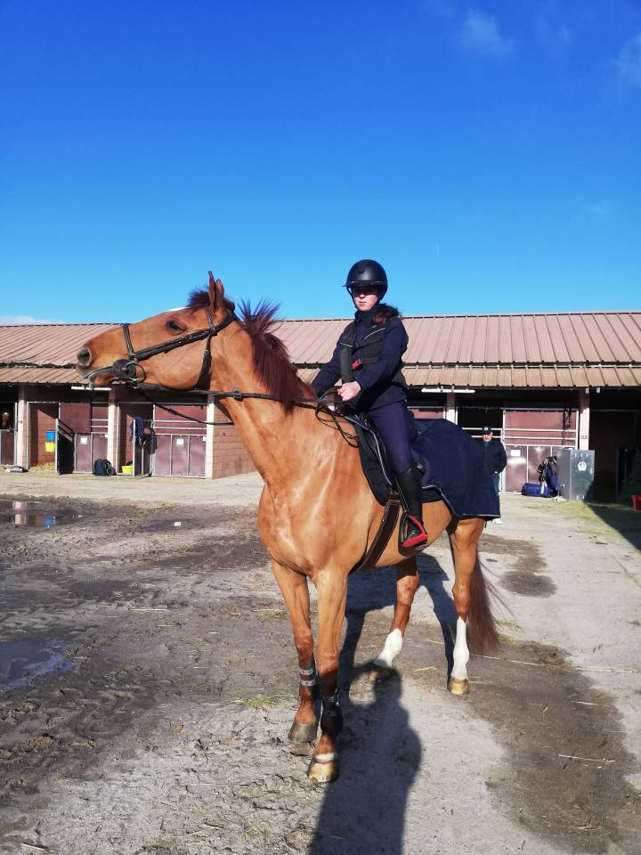 Cheval selle français Hongre alezan, CSO 120cm