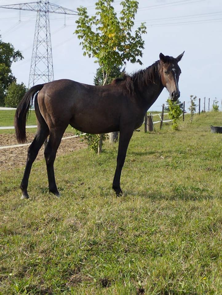 Pouliche AA pour Prestige Kalone et souche du Château 