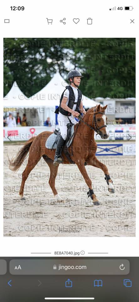 Top poney pour CSO et cce