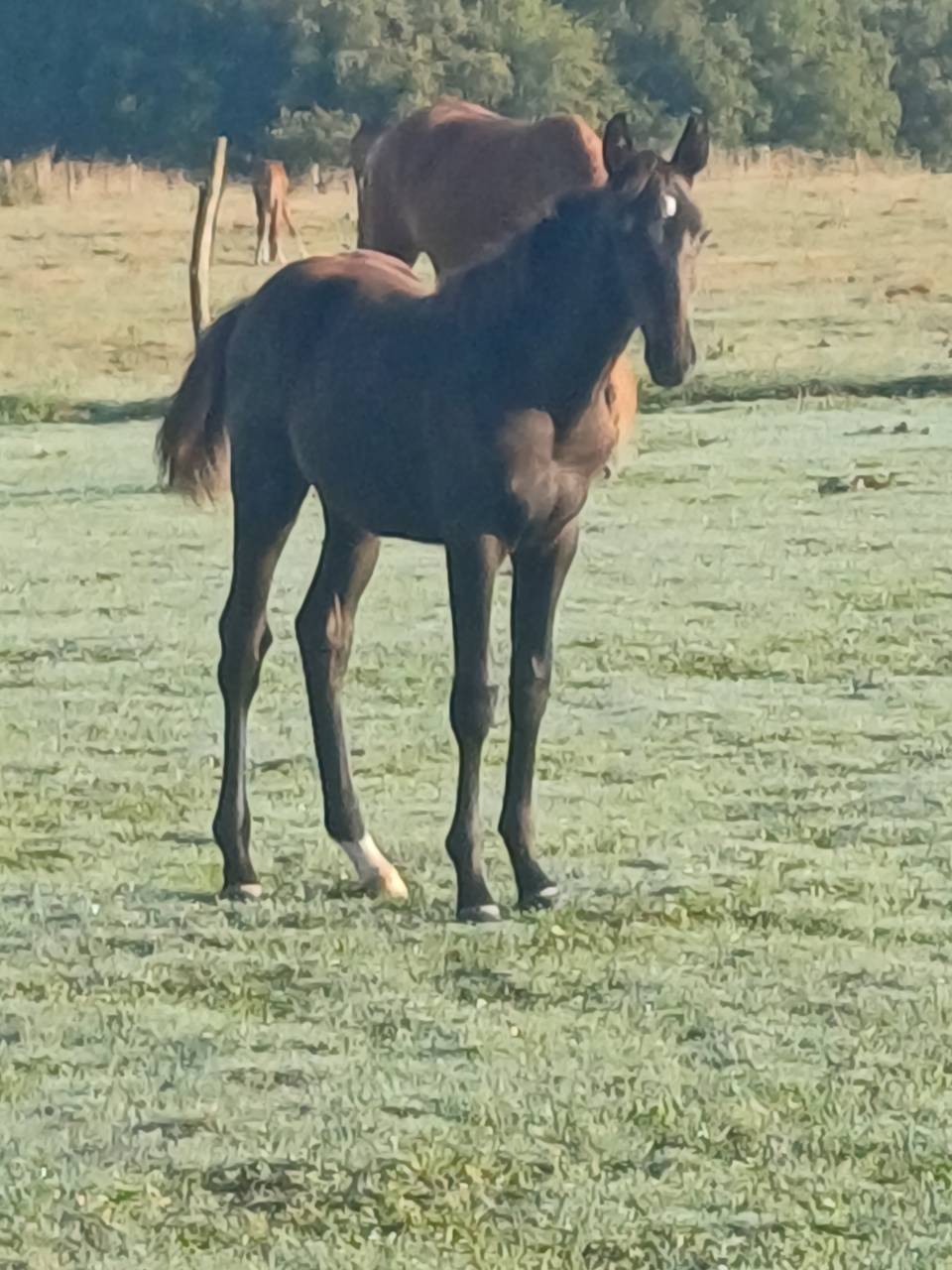 Pouliche par Quality bois margot 