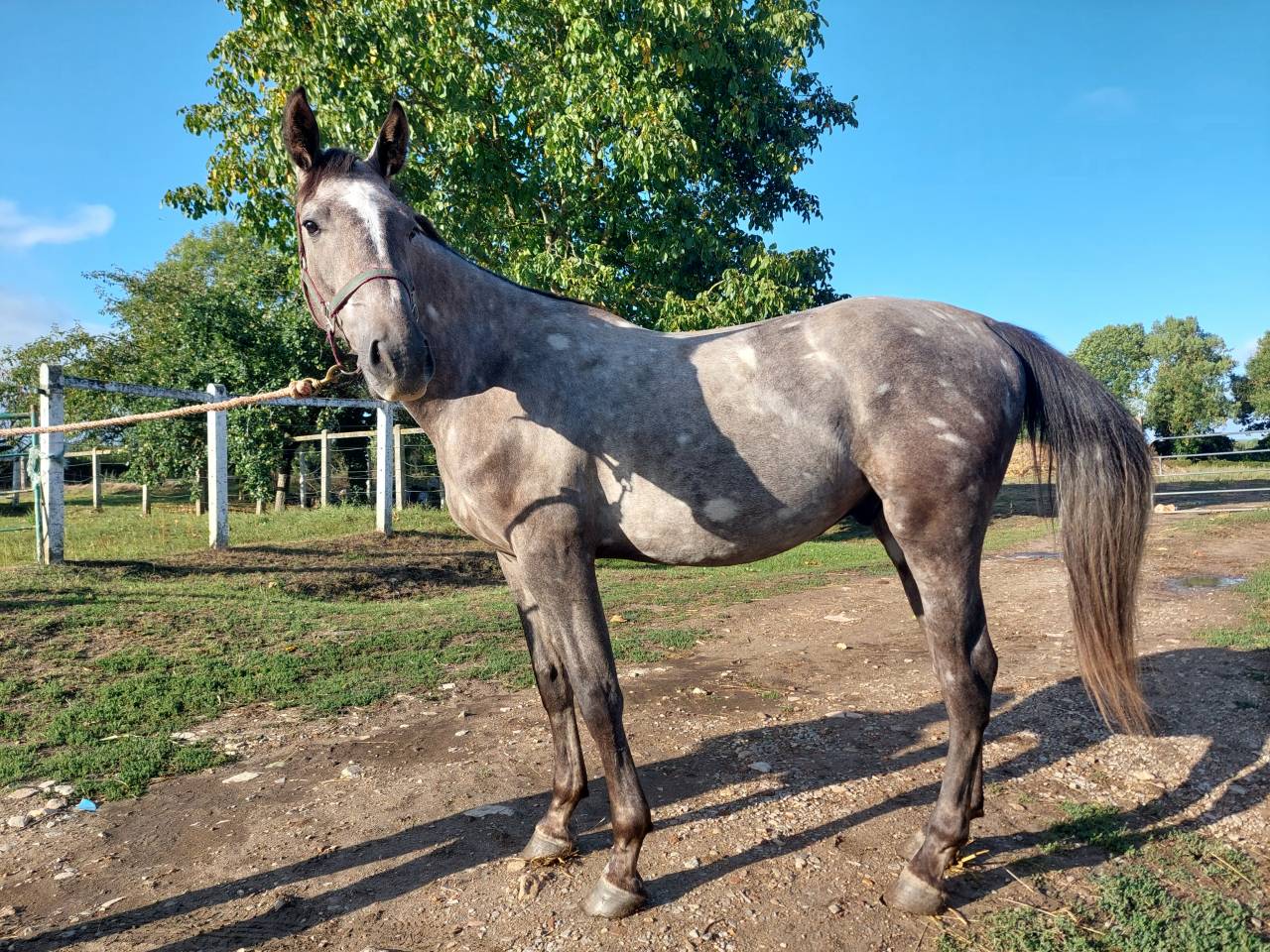 Hongre Selle Français 2 ans