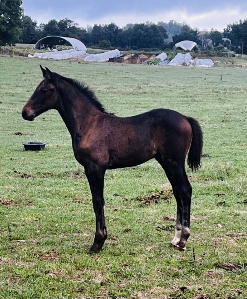 Jument poulinière suitée 