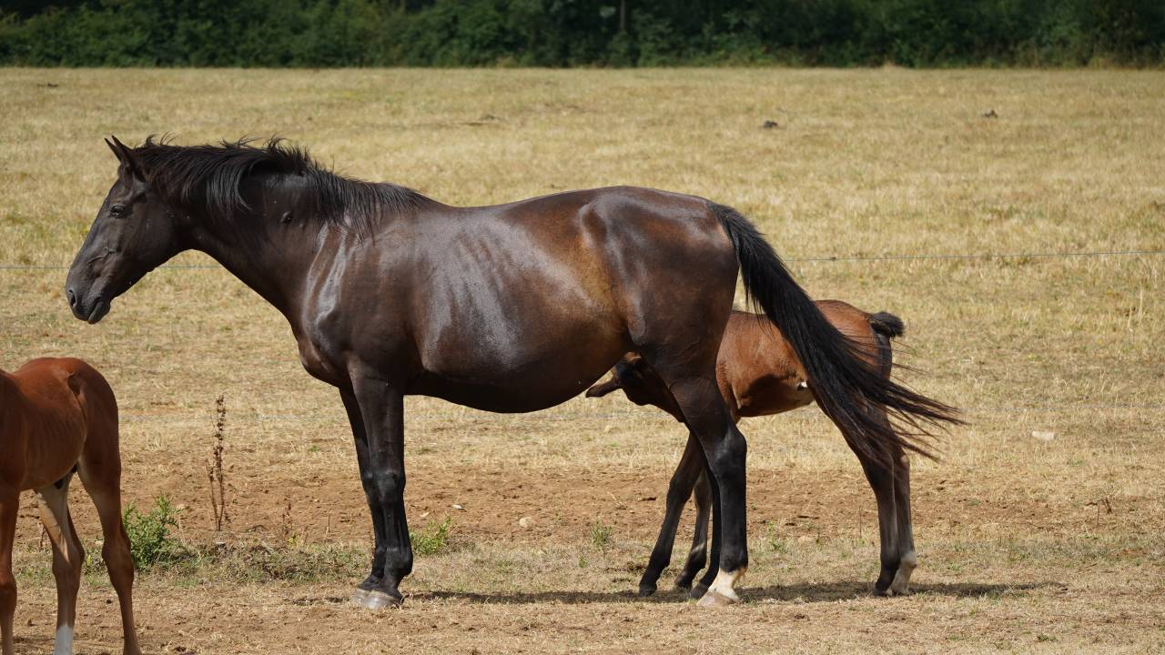 Jument poulinière suitée 