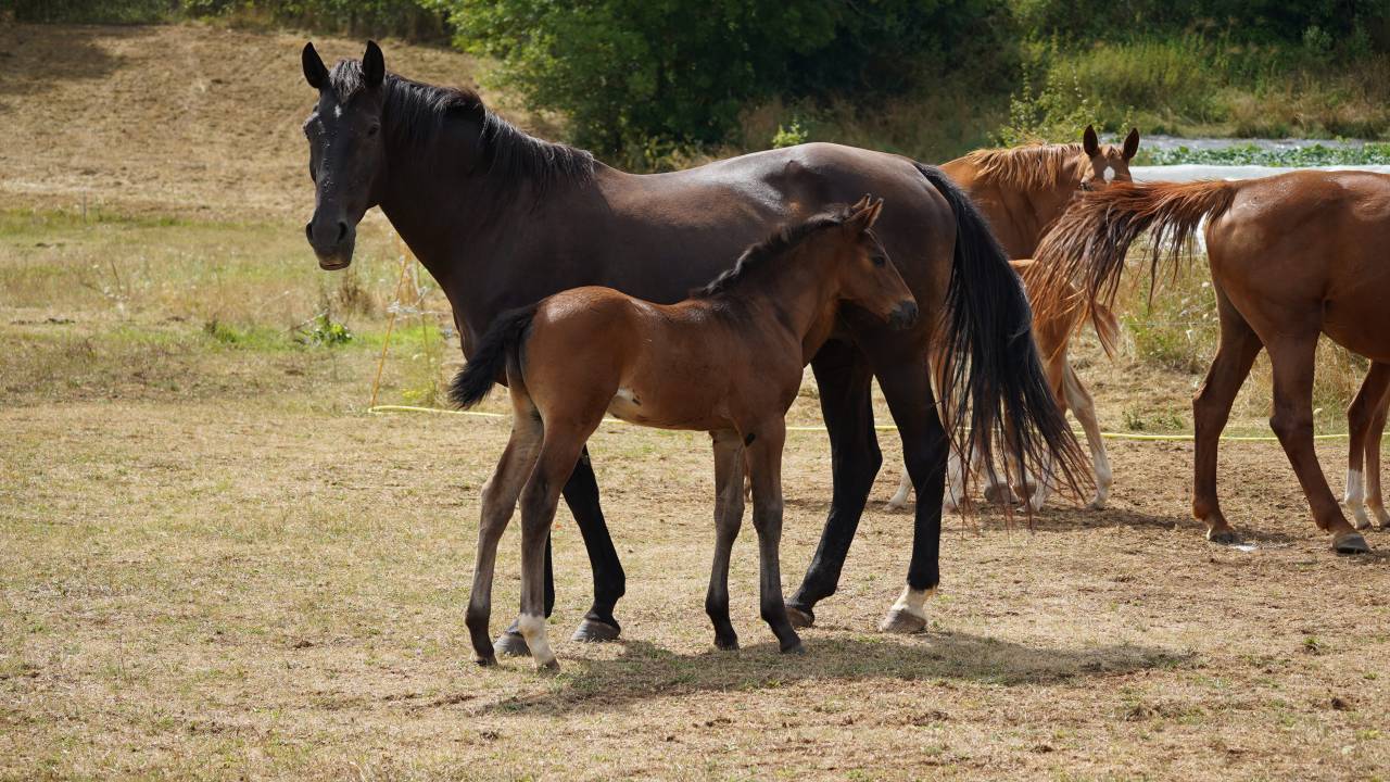 Jument poulinière suitée 