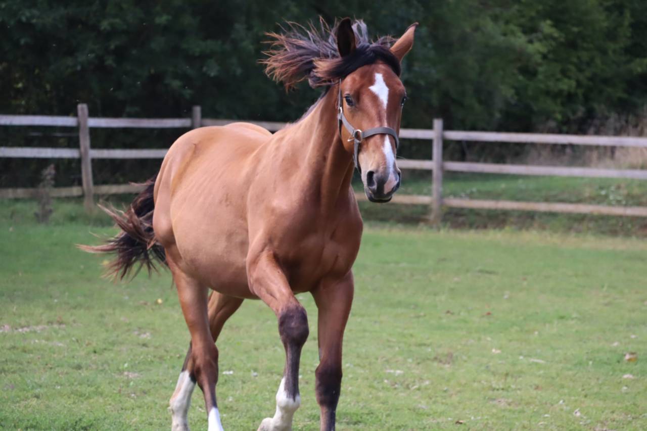 Poulain de sport/loisirs 