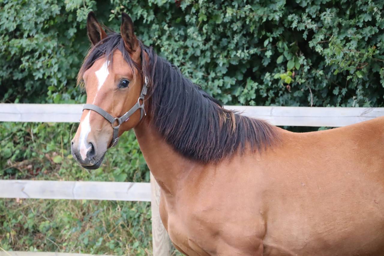 Poulain de sport/loisirs 