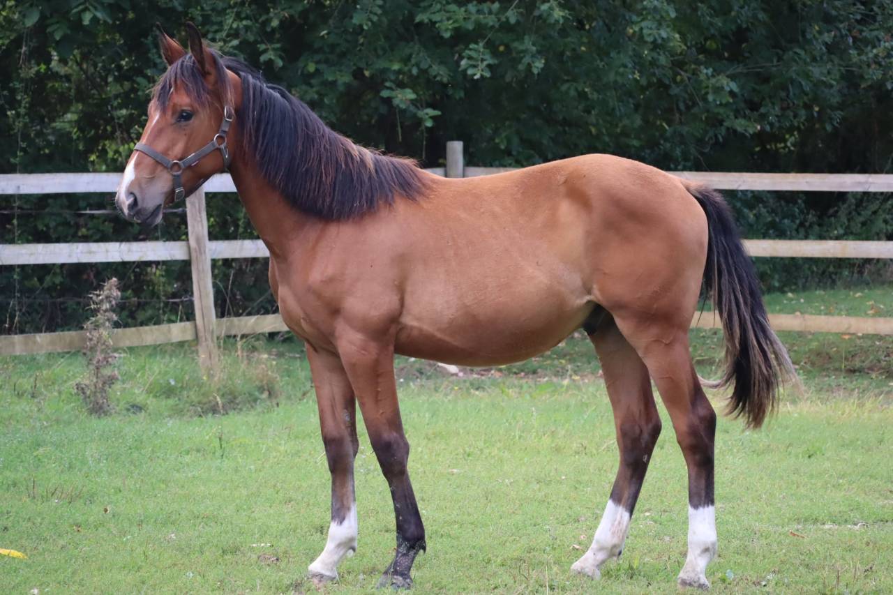 Poulain de sport/loisirs 