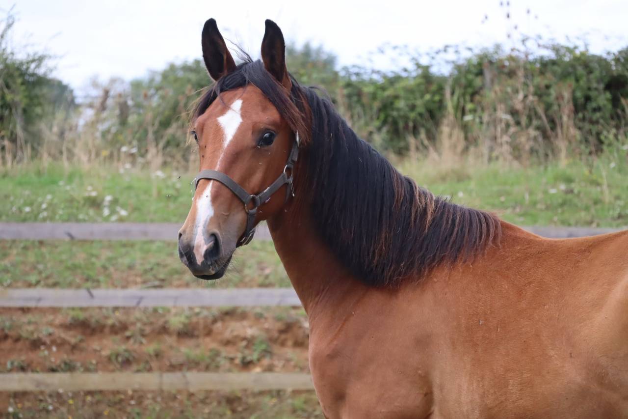 Poulain de sport/loisirs 