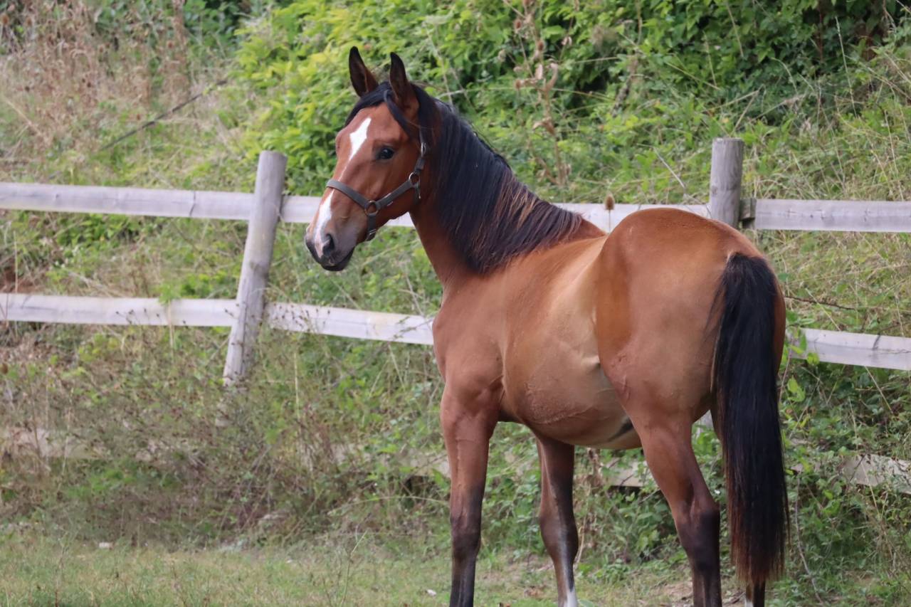 Poulain de sport/loisirs 