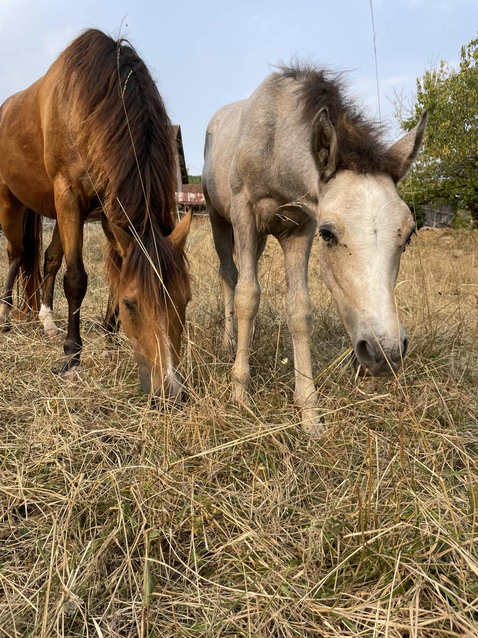 Prométhée D’hellebore . Connemara part bred. PP