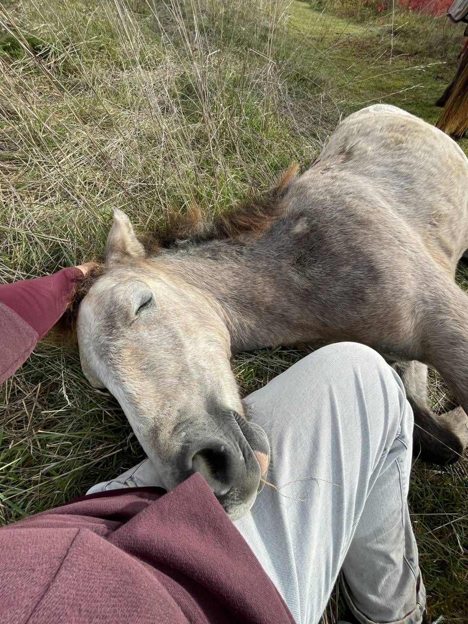 Prométhée D’hellebore . Connemara part bred. PP