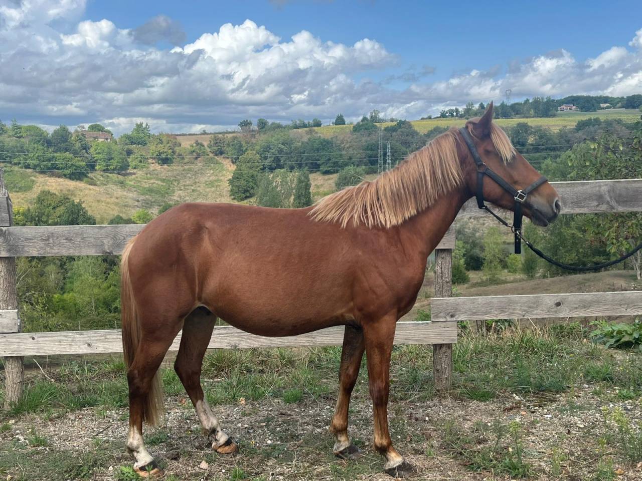 PONEY POTTOCK 4 ANS
