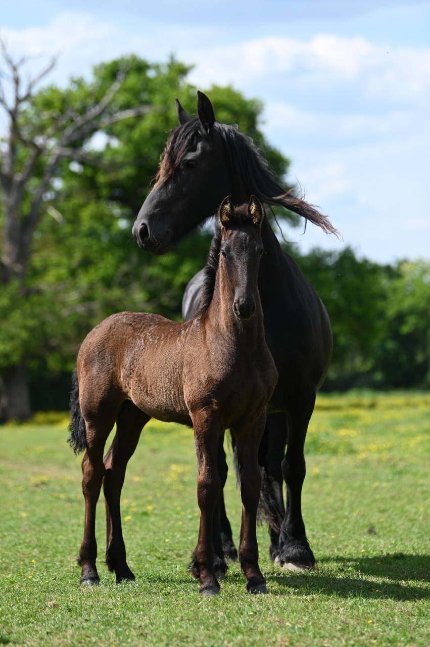 Pouliche Frisonne pleins papiers KFPS, Esmee