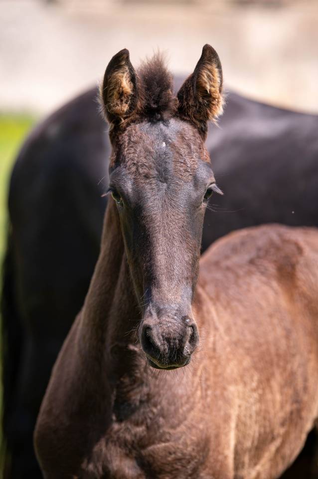 Pouliche Frisonne pleins papiers KFPS, Esmee