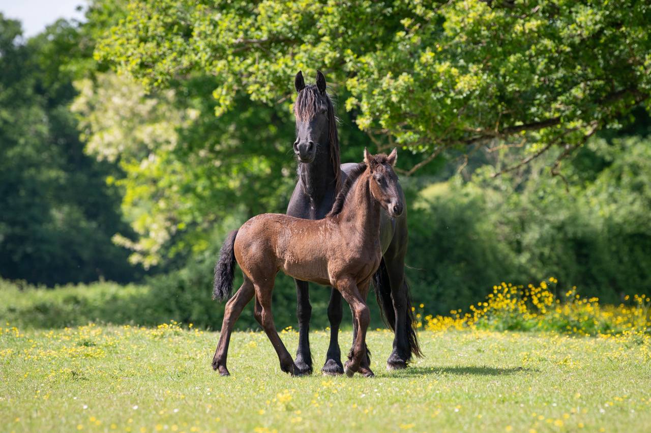 Pouliche Frisonne pleins papiers KFPS, Esmee