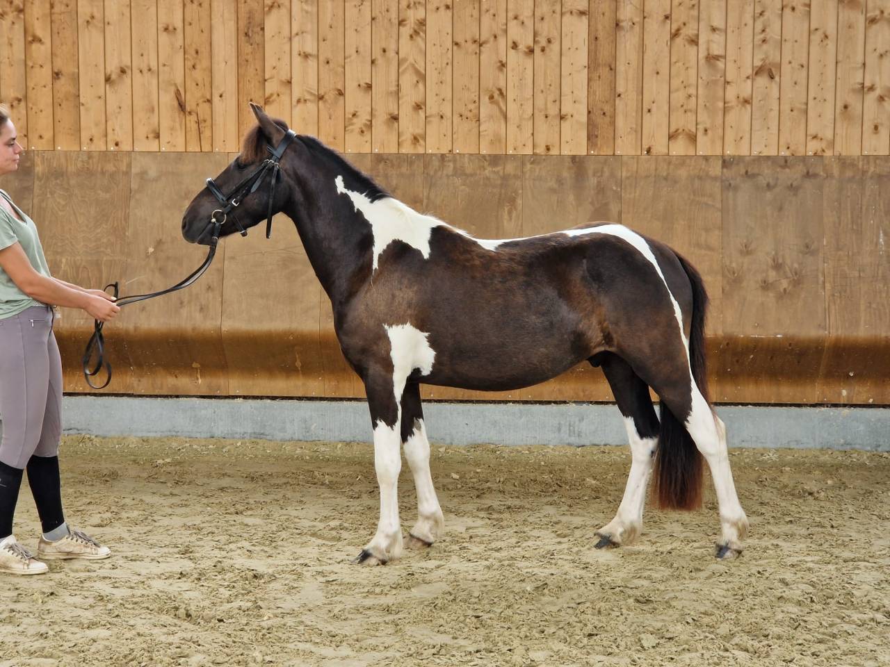 PONEY POTTOCK 4 ANS