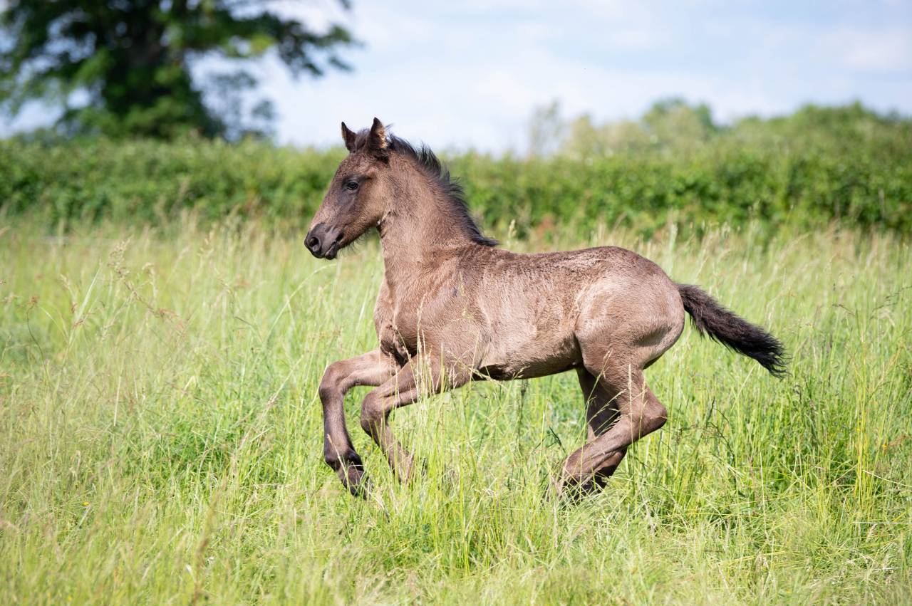 Poulain Frison pleins papiers KFPS, Flynn