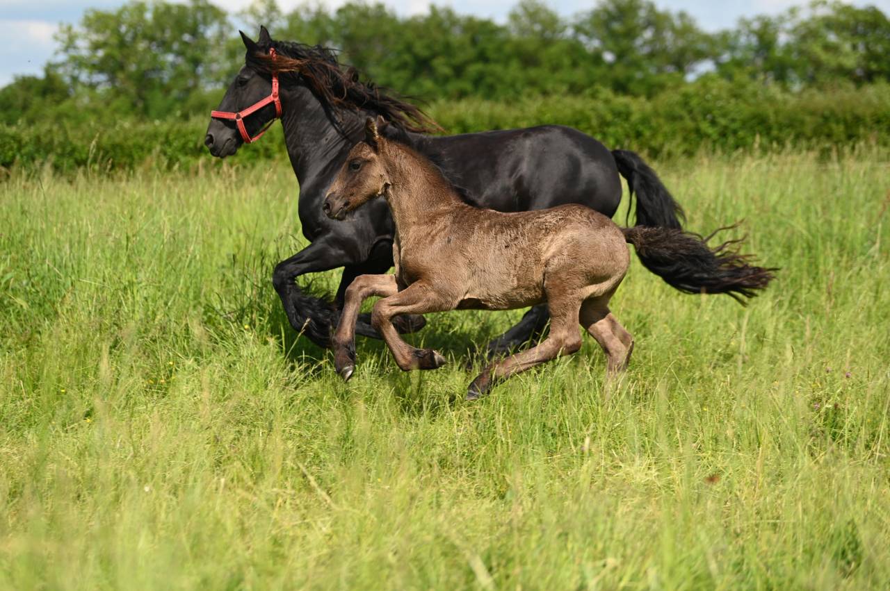 Poulain Frison pleins papiers KFPS, Flynn
