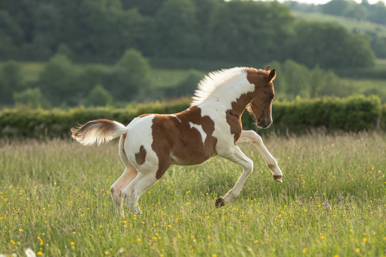 POULAIN PONEY PIE ORIGINES CSO